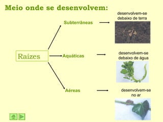 Meio onde se desenvolvem: Raízes Subterrâneas Aquáticas Aéreas desenvolvem-se debaixo de terra desenvolvem-se debaixo de água desenvolvem-se no ar 