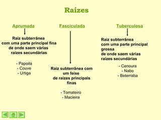 Aprumada Fasciculada Tuberculosa Raízes Raiz subterrânea com um feixe  de raízes principais finas - Tomateiro - Macieira Raiz subterrânea  com uma parte principal fina de onde saem várias  raízes secundárias - Papoila - Couve - Urtiga Raiz subterrânea com uma parte principal grossa de onde saem várias  raízes secundárias - Cenoura - Nabo - Beterraba 