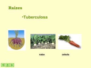 Tuberculosa Raízes nabo cebola 