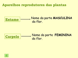 Aparelhos reprodutores das plantas Estame Nome da parte  MASCULINA  da flor. Carpelo Nome da parte  FEMININA  da flor. 