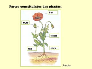 Partes constituintes das plantas. Papoila flor fruto raiz caule folhas 
