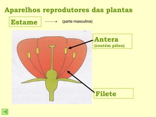 Aparelhos reprodutores das plantas Estame Antera  (contém pólen) Filete (parte masculina) 