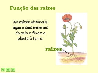 Função das raízes raízes As raízes absorvem água e sais minerais do solo e fixam a planta à terra. 