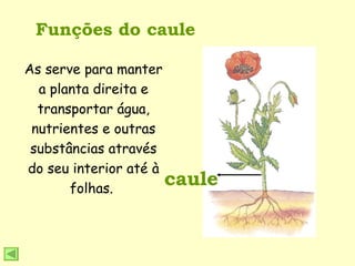Funções do caule caule As serve para manter a planta direita e transportar água, nutrientes e outras substâncias através do seu interior até à folhas.  