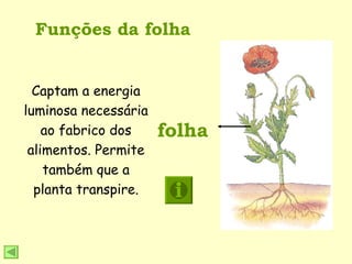 Funções da folha folha Captam a energia luminosa necessária ao fabrico dos alimentos. Permite também que a planta transpire. 