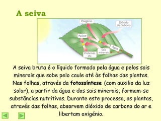 A seiva A seiva bruta é o líquido formado pela água e pelos sais minerais que sobe pelo caule até às folhas das plantas. Nas folhas, através da  fotossíntese  (com auxilio da luz solar), a partir da água e dos sais minerais, formam-se substâncias nutritivas. Durante este processo, as plantas, através das folhas, absorvem dióxido de carbono do ar e libertam oxigénio. 