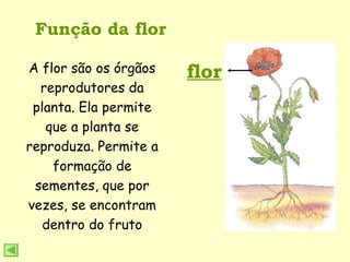 Função da flor flor A flor são os órgãos reprodutores da planta. Ela permite que a planta se reproduza. Permite a formação de sementes, que por vezes, se encontram dentro do fruto 