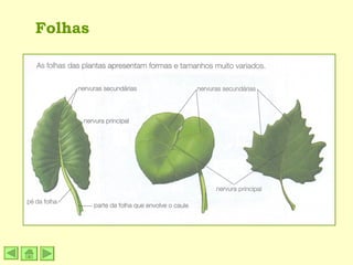Folhas 