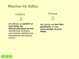 Plantas de folha: Caduca Perene são plantas que  perdem as suas folhas em determinada época do ano , normalmente no Outono, para poderem sobreviver às temperaturas mais frias do Inverno são plantas que  têm folha persistente , ou seja,  nunca perdem as suas folhas . 