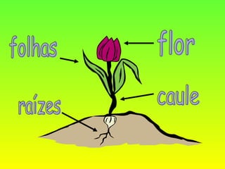 raízes caule folhas flor 