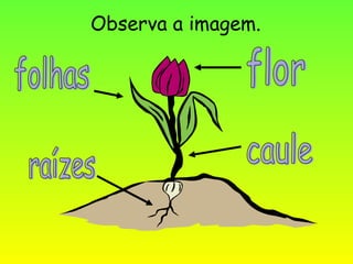 Observa a imagem. raízes caule folhas flor 