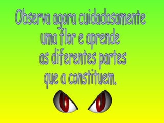 Observa agora cuidadosamente  uma flor e aprende as diferentes partes  que a constituem. 