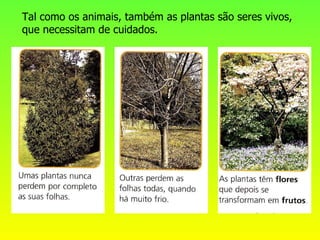 Tal como os animais, também as plantas são seres vivos, que necessitam de cuidados. 