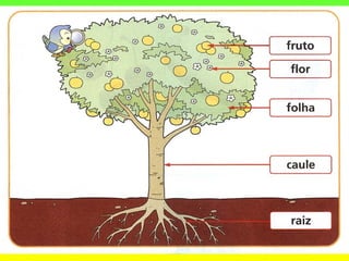 As partes de_uma_planta[1]ppt maria maia
