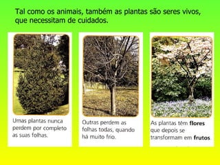 Tal como os animais, também as plantas são seres vivos,
que necessitam de cuidados.
 