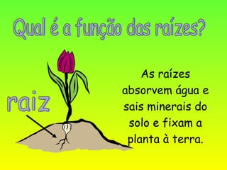 As raízes
absorvem água e
sais minerais do
 solo e fixam a
 planta à terra.
 