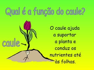 O caule ajuda
 a suportar
  a planta e
  conduz os
nutrientes até
  às folhas.
 