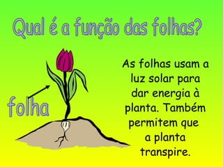 As folhas usam a
 luz solar para
 dar energia à
planta. Também
 permitem que
    a planta
   transpire.
 
