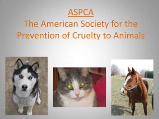 ASPCA The American Society for the Prevention of Cruelty to Animals 