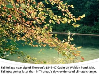Fall foliage near site of Thoreau’s 1845-47 Cabin on Walden Pond, MA.
Fall now comes later than in Thoreau’s day: evidence of climate change.
 