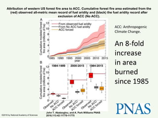 Attribution of western US forest fire area to ACC. Cumulative forest fire area estimated from the
(red) observed all-metric mean record of fuel aridity and (black) the fuel aridity record after
exclusion of ACC (No ACC).
John T. Abatzoglou, and A. Park Williams PNAS
2016;113:42:11770-11775©2016 by National Academy of Sciences
ACC: Anthropogenic
Climate Change.
An 8-fold
increase
in area
burned
since 1985
 
