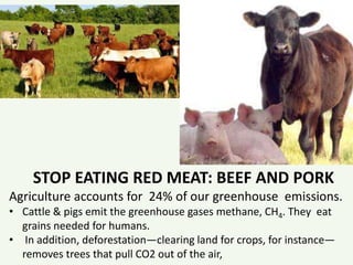 STOP EATING RED MEAT: BEEF AND PORK
Agriculture accounts for 24% of our greenhouse emissions.
• Cattle & pigs emit the greenhouse gases methane, CH4. They eat
grains needed for humans.
• In addition, deforestation—clearing land for crops, for instance—
removes trees that pull CO2 out of the air,
 