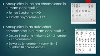 Aneuploidy in the sex chromosome in 
humans can result in: 
Turners Syndrome – XO 
 Klinfelters Syndrome – XXY 
Aneuploidy in an autosomal 
chromosome in humans can result in: 
Downs Syndrome – trisomy 21 – 3 number 
21 chromosome 
Edwards Syndrome – trisomy 18 – 3 
number 18 chromosomes 
 
