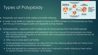 Types of Polyploidy 
 Polyploidy can result in both sterile and fertile offspring 
 In order to be fertile an organism needs to have an EVEN number of chromosomes (so they 
can line up in homologous pairs and separate during meiosis 
 Autopolyploids – organisms with multiple sets of chromosomes from the SAME species 
 Eg a potato produces gametes with polyploidy (more than one set of chromosomes) and mates 
with another potato giving rise to a new potato with autopolyploidy (3 sets of chromosomes but all 
from the potato family) 
 Often occurs when plants self fertilize 
 If both gametes have undergone non disjunction then the offspring will be fertile as it will be have 
an even number of chromosomes -4n or tetraploid 
 If only one gamete has undergone non disjunction it will result in infertile offspring as there will be 
an uneven number of chromosomes – 3n or triploid 
 