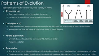 Patterns of Evolution 
Speciation or evolution can occur in a variety of ways: 
 Divergence (A) 
 Common ancestor, but no longer look the same 
 Humans and apes from a common primate ancestor 
 Convergence (B) 
 Unrelated ancestor, but look similar due to similar selction pressures due to living in similar environment 
 Whales and fish look the same as both live in water but NOT related 
 Parallel Evolution (C) 
 Unrelated ancestor, dissimilar environment but still look similar 
 Adaptive radiation 
 Co-evolution 
 Species which are unrelated but have a close ecological relationship exert selection pressures on each other 
 Predator /prey eg flowers grow to allow certain birds to pollinate, birds develop long beaks so can get pollen 
 