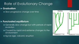 Rate of Evolutionary Change 
 Gradualism 
 Slow progressive change over time 
 Punctuated equilibrium 
 Generally slow change but with periods of rapid 
evolution 
 Caused by rapid and extreme changes to the 
environment 
 Eg ice age, volcanic eruption 
 