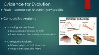 Evidence for Evolution 
 Fossils – comparison to current day species 
 Comparative Anatomy 
 Homologous structures 
 Same origins but different function 
 Forelimb bones of birds, humans, whales, bats 
 Analogous structures 
 Different origins but similar functions 
Wings of bats, birds, and moths 
 