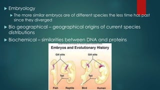  Embryology 
 The more similar embryos are of different species the less time has past 
since they diverged 
 Bio geographical – geographical origins of current species 
distributions 
 Biochemical – similarities between DNA and proteins 
 