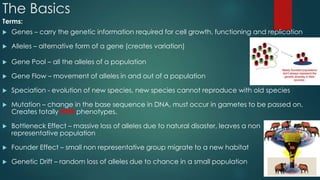 The Basics 
Terms: 
 Genes – carry the genetic information required for cell growth, functioning and replication 
 Alleles – alternative form of a gene (creates variation) 
 Gene Pool – all the alleles of a population 
 Gene Flow – movement of alleles in and out of a population 
 Speciation - evolution of new species, new species cannot reproduce with old species 
 Mutation – change in the base sequence in DNA, must occur in gametes to be passed on. 
Creates totally NEW phenotypes. 
 Bottleneck Effect – massive loss of alleles due to natural disaster, leaves a non 
representative population 
 Founder Effect – small non representative group migrate to a new habitat 
 Genetic Drift – random loss of alleles due to chance in a small population 
 