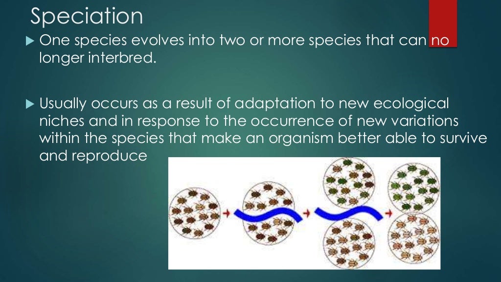 300 Biology Speciation