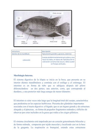 estructura descripción
dientes de la mandíbula Típicamente grandes y gruesos, externos
coloración
Cuerpo predominantemente gris plata y rosa
hacia los lados, en época de reproducción la
coloración se toma más oscura. Aleta caudal
sin franjas verticales.
Morfología Interna.
El sistema digestivo de la tilapia se inicia en la boca, que presenta en su
interior dientes mandibulares y continúa con el esófago y el estómago. El
intestino es en forma de tubo que se adelgaza después del píloro
diferenciándose en dos partes; una anterior, corta, que corresponde al
duodeno, y una posterior más larga aunque de menor diámetro.
El intestino es siete veces más largo que la longitud total del cuerpo, característica
que predomina en las especies herbívoras. Presenta dos glándulas importantes
asociadas con el tracto digestivo: el hígado, que es un órgano grande y de estructura
alargada y el páncreas, en forma de pequeños fragmentos redondos y difíciles de
observar por estar incluidos en la grasa que rodea a los ciegos pilóricos.
El sistema circulatorio está impulsado por un corazón generalmente bilocular y
de forma redonda, compuesto por tejido muscular y localizado casi en la base
de la garganta. La respiración es branquial, estando estas estructuras
 