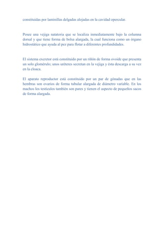 constituidas por laminillas delgadas alojadas en la cavidad opercular.
Posee una vejiga natatoria que se localiza inmediatamente bajo la columna
dorsal y que tiene forma de bolsa alargada, la cual funciona como un órgano
hidrostático que ayuda al pez para flotar a diferentes profundidades.
El sistema excretor está constituido por un riñón de forma ovoide que presenta
un solo glomérulo; unos uréteres secretan en la vejiga y ésta descarga a su vez
en la cloaca.
El aparato reproductor está constituido por un par de gónadas que en las
hembras son ovarios de forma tubular alargada de diámetro variable. En los
machos los testículos también son pares y tienen el aspecto de pequeños sacos
de forma alargada.
 