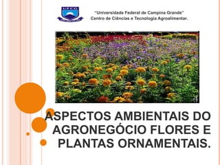 ASPECTOS AMBIENTAIS DO AGRONEGÓCIO FLORES E PLANTAS ORNAMENTAIS. “ Universidade Federal de Campina Grande” Centro de Ciências e Tecnologia Agroalimentar. 