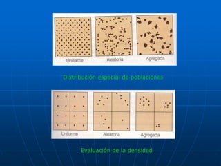 Distribución espacial de poblaciones
Evaluación de la densidad
 