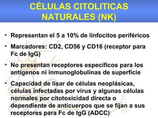 CÉLULAS CITOLITICAS
          NATURALES (NK)
• Representan el 5 a 10% de linfocitos periféricos
• Marcadores: CD2, CD56 y CD16 (receptor para
  Fc de IgG)
• No presentan receptores específicos para los
  antígenos ni inmunoglobulinas de superficie
• Capacidad de lisar de células neoplásicas,
  células infectadas por virus y algunas células
  normales por citotoxicidad directa o
  dependiente de anticuerpos que se fijan a sus
  receptores para Fc de IgG (ADCC)
 