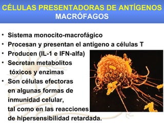 CÉLULAS PRESENTADORAS DE ANTÍGENOS
           MACRÓFAGOS

• Sistema monocito-macrofágico
• Procesan y presentan el antígeno a células T
• Producen (IL-1 e IFN-alfa)
• Secretan metabolitos
   tóxicos y enzimas
• Son células efectoras
  en algunas formas de
  inmunidad celular,
  tal como en las reacciones
  de hipersensibilidad retardada.
 