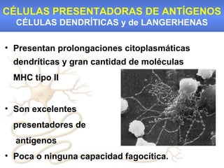 CÉLULAS PRESENTADORAS DE ANTÍGENOS
  CÉLULAS DENDRÍTICAS y de LANGERHENAS

• Presentan prolongaciones citoplasmáticas
 dendríticas y gran cantidad de moléculas
 MHC tipo II


• Son excelentes
 presentadores de
  antígenos
• Poca o ninguna capacidad fagocítica.
 