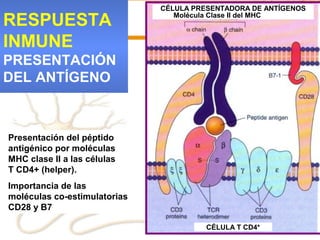 CÉLULA PRESENTADORA DE ANTÍGENOS

RESPUESTA                        Molécula Clase II del MHC



INMUNE
PRESENTACIÓN
DEL ANTÍGENO



Presentación del péptido
antigénico por moléculas
MHC clase II a las células
T CD4+ (helper).
Importancia de las
moléculas co-estimulatorias
CD28 y B7

                                        CÉLULA T CD4*
 