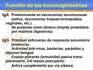 Función de las Inmunoglobulinas
IgA Predominante en secreciones seromucosas
    (saliva, secreciones traqueo-bronquiales,
 vaginales, etc.)
    Se presenta como dímero (impide proteólisis
    por enzimas digestivas).

IgG Principal anticuerpo de respuesta secundaria
    (memoria).
    Actividad anti-virus, bacterias, parásitos y
 algunos hongos
    Cruzan placenta (inmunidad pasiva trans-
 placentaria, 3-6 meses post-parto)
    Activa complemento por vía clásica.
 