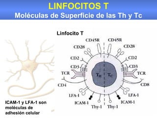 LINFOCITOS T
    Moléculas de Superficie de las Th y Tc

                      Linfocito T




ICAM-1 y LFA-1 son
moléculas de
adhesión celular
 