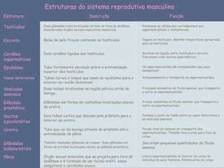 Estruturas do sistema reprodutivo masculino
Estrutura                                           Descrição                                         Função 

Testículos          Duas glândulas ovais localizadas do lado de fora do abdômen.   Produzem as células que correspondem aos
                    Considerados órgãos sexuais masculinos essenciais.             espermatozóides e testosterona.


Escroto             Bolsa de pele frouxa contendo os testículos.                   Segura os testículos. Mantém temperatura apropriada
                                                                                   para os testículos.


Cordões             Dois cordões ligados aos testículos.                           Auxiliam na ligação entre testículos e escroto.
                                                                                   Funcionam como ductos espermáticos.
espermáticos
Epidídimo           Tubo fortemente enrolado sobre a extremidade                   Os espermatozóides são armazenados aqui para
                    superior dos testículos.                                       amadurecer. 

Vasos deferentes    Tubos curvos e longos que saem do epidídimo para o             Armazenamento e transporte de espermatozóides. 
                    interior da região abdominal.
Vesículas           Duas bolsas localizadas na região pélvica atrás da             Produzem elementos do fluido seminal, que transporta
                    bexiga.                                                        e nutre os espermatozóides.
seminais 
Glândula            Glândulas em forma de castanhas localizadas abaixo             Produz elementos do fluido seminal, que transporta e
                    da uretra.                                                     nutre os espermatozóides.
prostática 
Ductos              Dois tubos curtos que descem pela próstata para o              Formam o ponto de fusão entre os vasos deferentes e
                    interior da uretra.                                            as vesículas seminais.
ejaculatórios
Uretra              Tubo que vai da bexiga através da próstata até a               Porção final do sistema de transporte dos
                    extremidade do pênis.                                          espermatozóides. Também leva a urina para fora do
                                                                                   corpo.

Glândulas           Também chamadas glândulas de Cowper. Duas glândulas em         Secretam pequenas quantidades de fluido
                    forma de ervilhas localizadas abaixo da glândula prostática.   seminal.
bulbouretrais
Pênis               Órgão sexual masculino que se projeta para fora do             Libera espermatozóides no interior do corpo do
                    abdômen e é formado de um tecido erétil, vasos                 indivíduo do sexo feminino. Elimina urina do corpo.
                    sangüíneos e cavidades sinusais. 
 