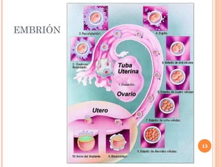 EMBRIÓN




          13
 