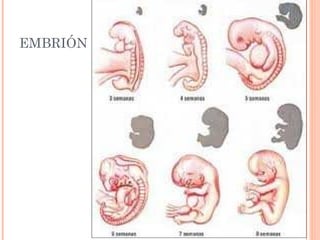 EMBRIÓN




          15
 