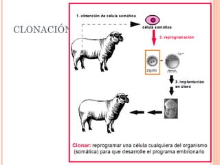 CLONACIÓN




            28
 