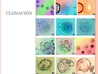 CLONACIÓN




            29
 