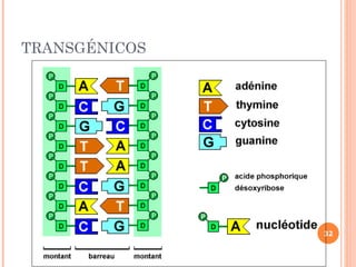 TRANSGÉNICOS




               32
 